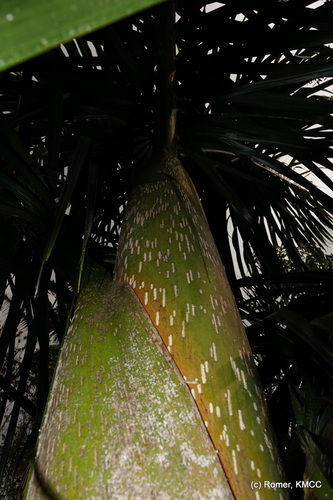 Dypsis mananjarensis