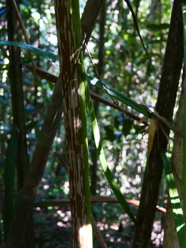 Dypsis mananjarensis (Mealy bug palm) — photo