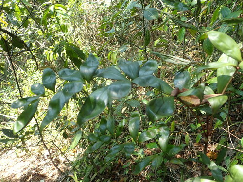 Dypsis nodifera — photo