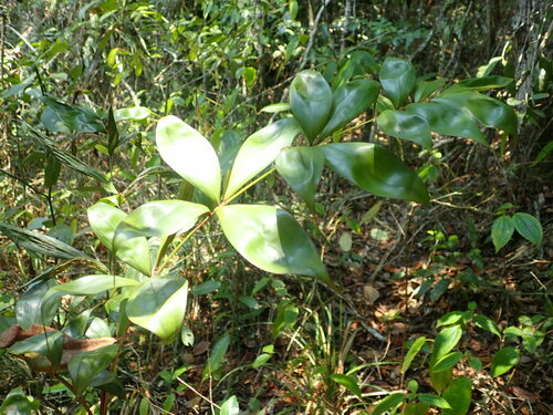 Dypsis nodifera — photo
