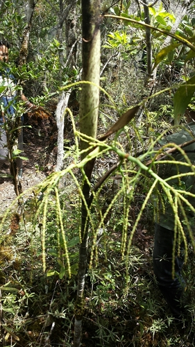 Dypsis nodifera