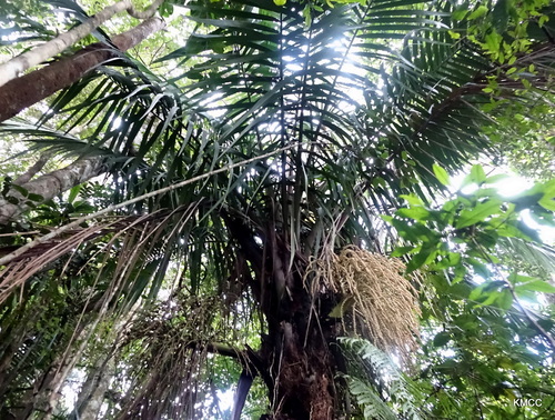 Dypsis perrieri
