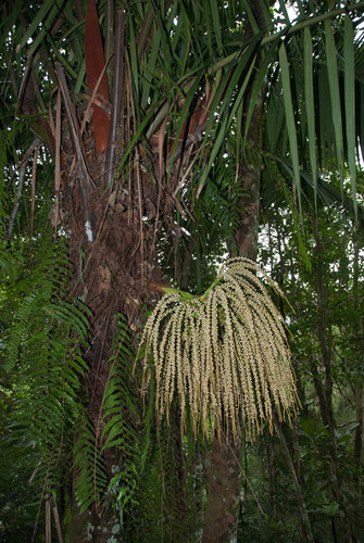 Dypsis perrieri — photo