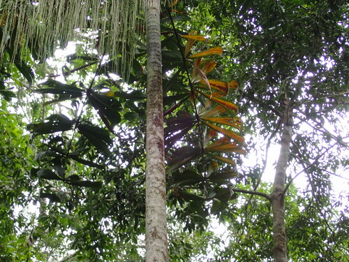 Dypsis pinnatifrons (Dypsis palm) — photo