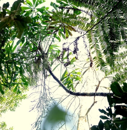 Dypsis pinnatifrons