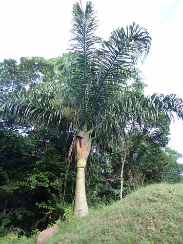 Dypsis prestoniana — photo