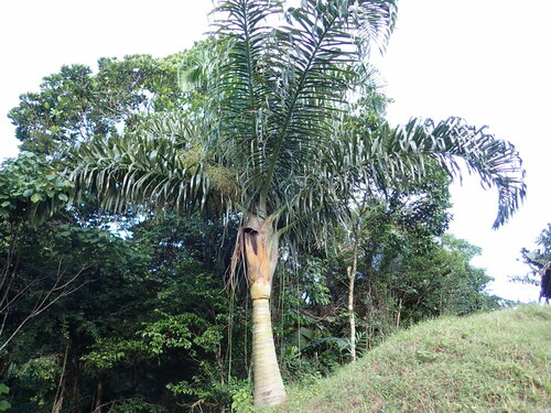 Dypsis prestoniana