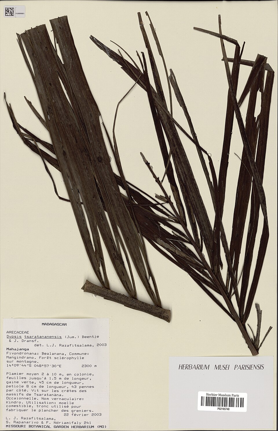 Dypsis tsaratananensis
