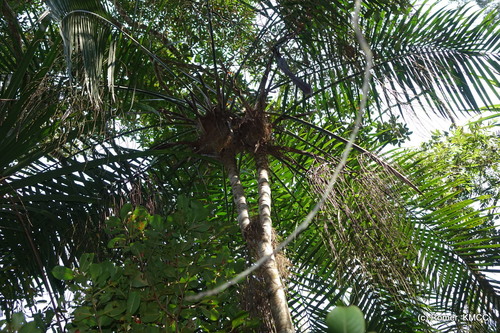 Dypsis utilis