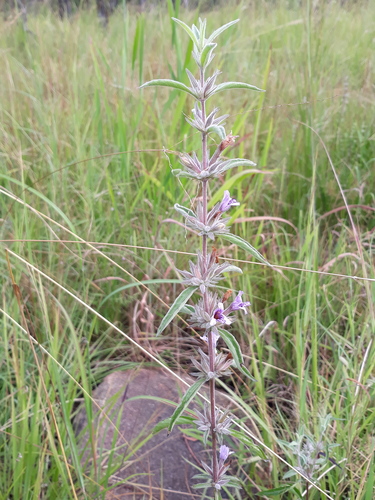 Dyschoriste trichocalyx