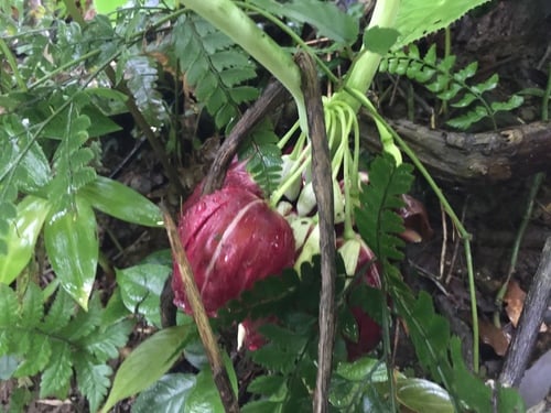 Dysosma pleiantha (Chinese may apple) — photo