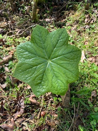 Dysosma pleiantha