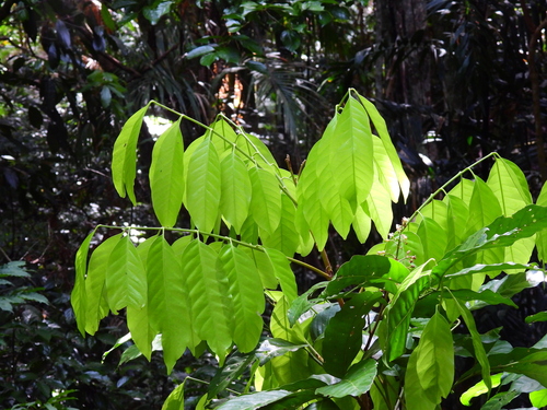 Dysoxylum alliaceum (Buff mahogany tree) — photo