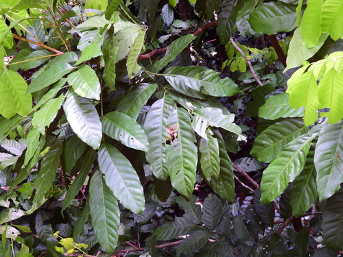 Dysoxylum alliaceum (Buff mahogany tree) — photo