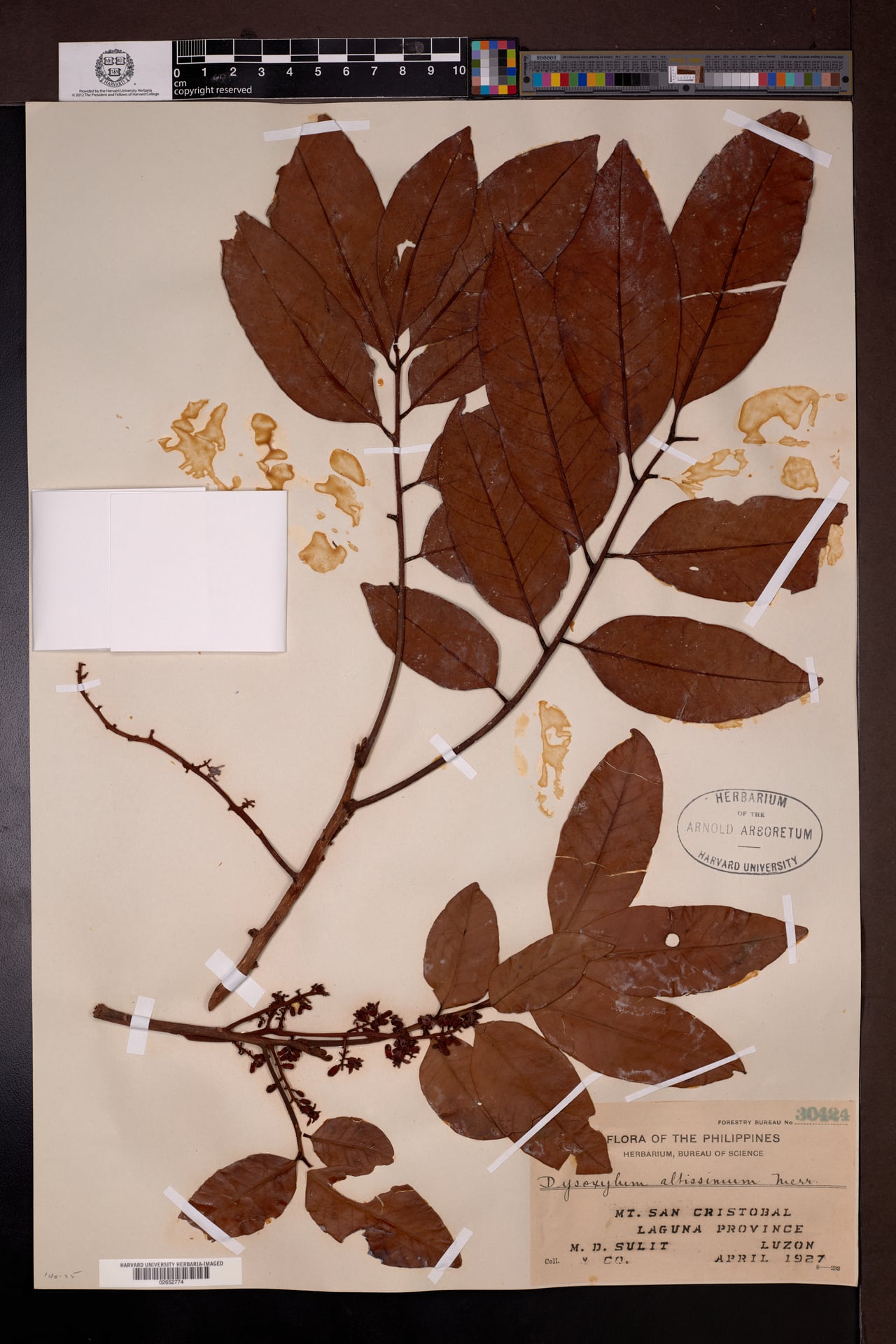 Dysoxylum altissimum (Kuling-babui) — photo