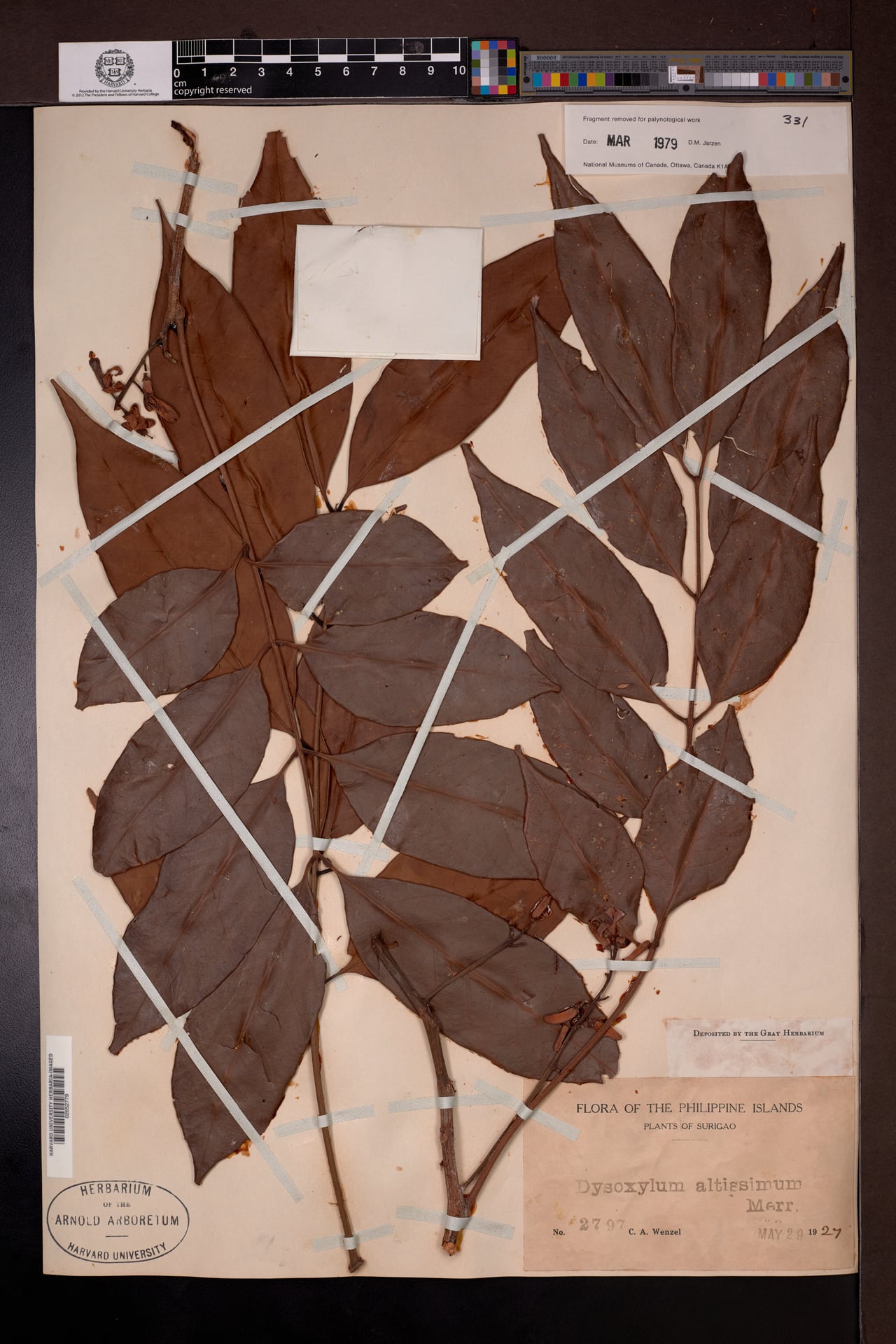 Dysoxylum altissimum (Kuling-babui) — photo
