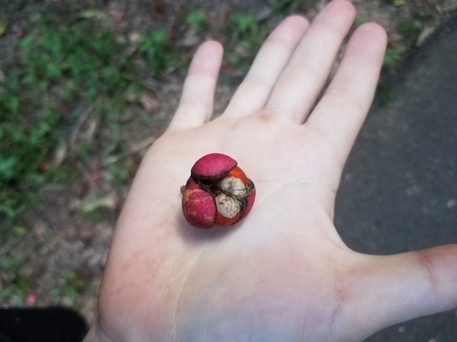 Dysoxylum arborescens (Mossman Mahogany) — photo