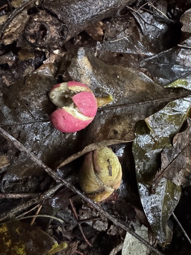 Dysoxylum arborescens