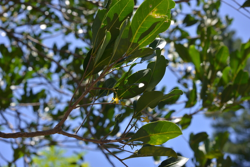 Dysoxylum bijugum (Sharkwood) — photo