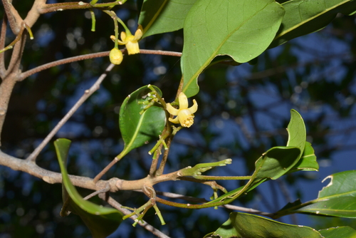 Dysoxylum bijugum (Sharkwood) — photo