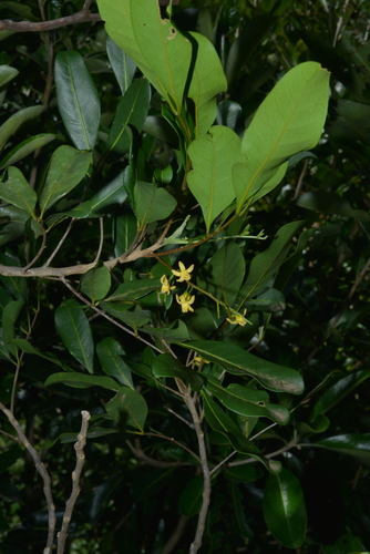 Dysoxylum bijugum