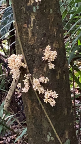 Dysoxylum cauliflorum (Banga tree) — photo