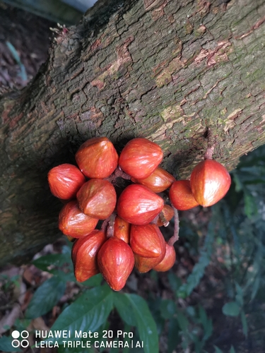 Dysoxylum cauliflorum (Banga tree) — photo