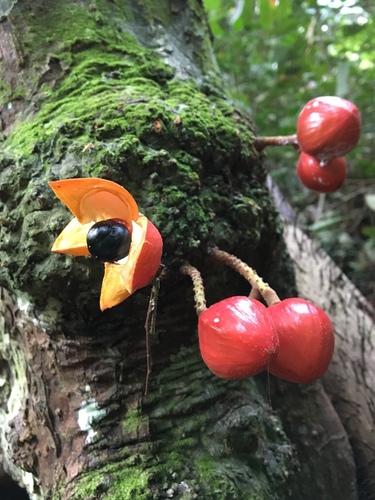 Dysoxylum cauliflorum