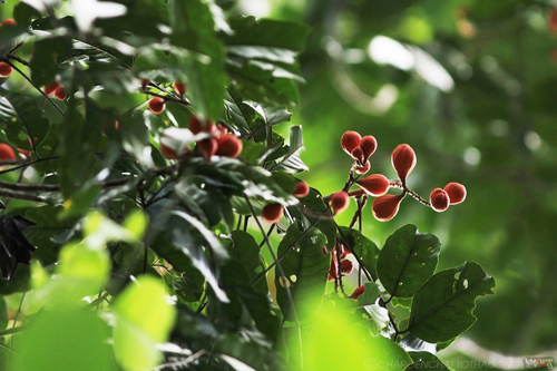 Dysoxylum cyrtobotryum