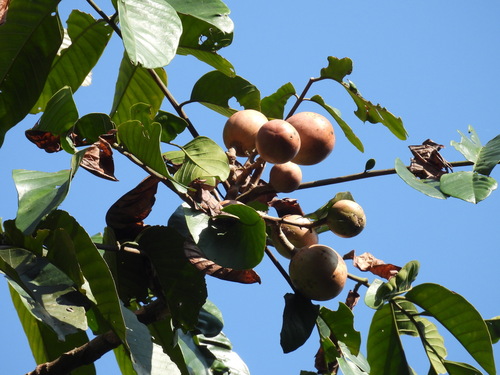 Dysoxylum excelsum (Jasmine mahogany tree) — photo
