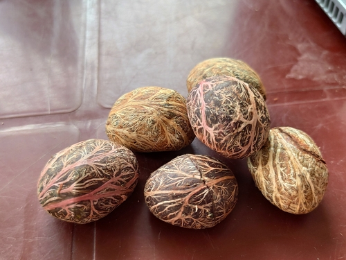 Dysoxylum excelsum (Jasmine mahogany tree) — photo