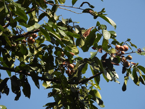 Dysoxylum excelsum