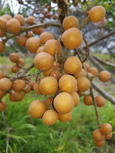 Dysoxylum mollissimum subsp. molle (Miva mahogany tree) — photo