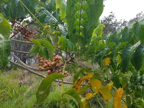 Dysoxylum mollissimum subsp. molle (Miva mahogany tree) — photo
