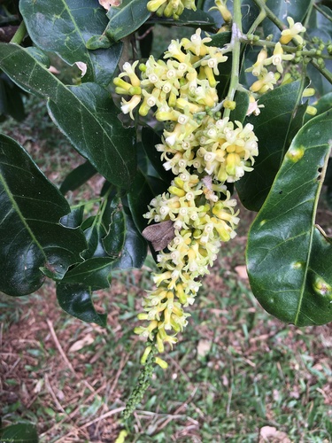 Dysoxylum mollissimum subsp. molle