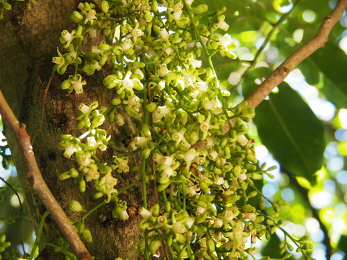 Dysoxylum spectabile (Kohe) — photo