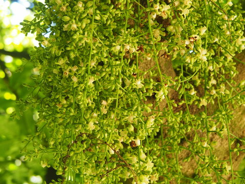 Dysoxylum spectabile (Kohe) — photo