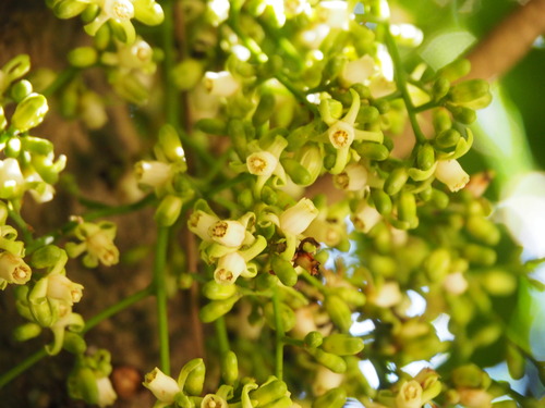 Dysoxylum spectabile