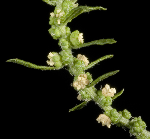 Dysphania ambrosioides (Mexican tea) — photo