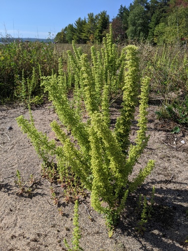 Dysphania botrys (Jerusalem oak goosefoot) — photo
