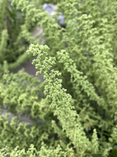 Dysphania botrys (Jerusalem oak goosefoot) — photo