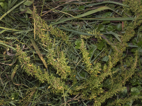 Dysphania chilensis (Wormseed) — photo