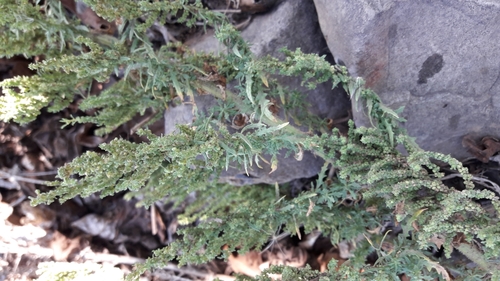 Dysphania chilensis
