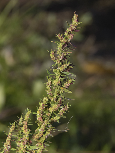 Dysphania chilensis (Wormseed) — photo