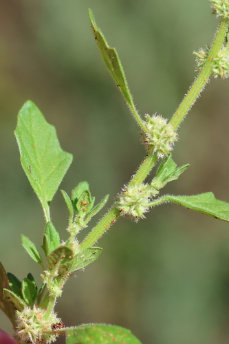 Dysphania cristata (Crested Goosefoot) — photo