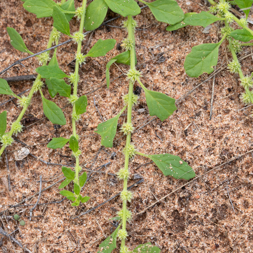 Dysphania cristata (Crested Goosefoot) — photo