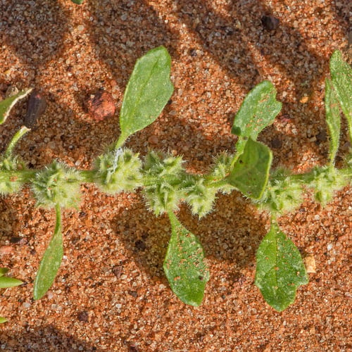 Dysphania cristata