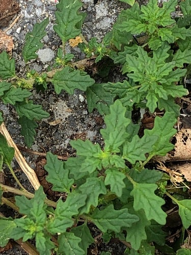 Dysphania pumilio — photo