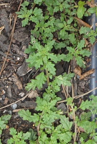 Dysphania pumilio — photo