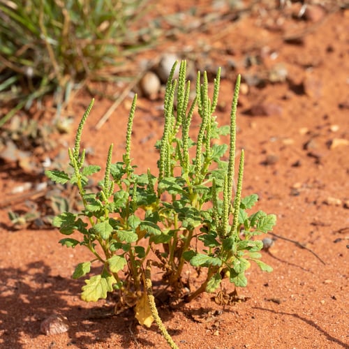 Dysphania rhadinostachya subsp. inflata